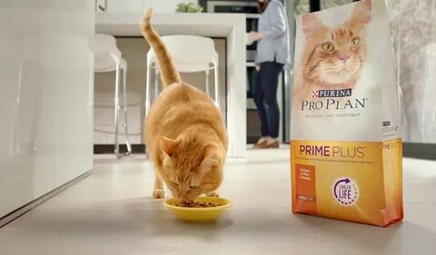Рейтинг кошек