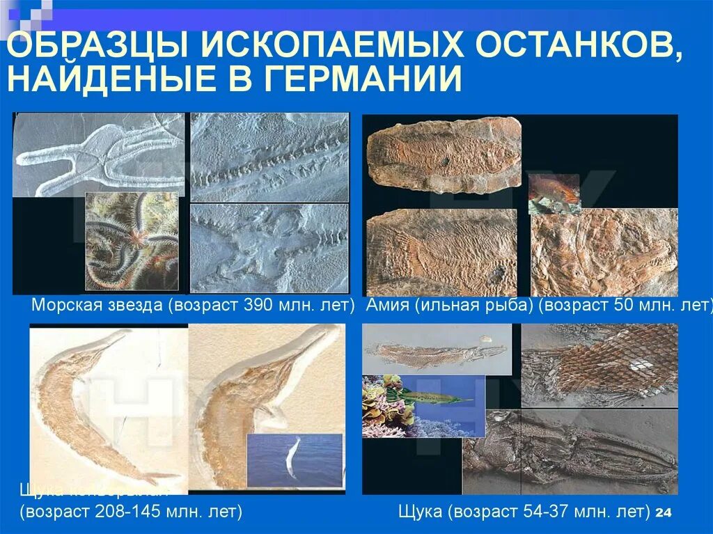 Образцы ископаемых животных. Примеры ископаемых останков. ископаемые останки примеры. примеры ископаемых останков и окаменелостей. изучение окаменелости-ископаемые.