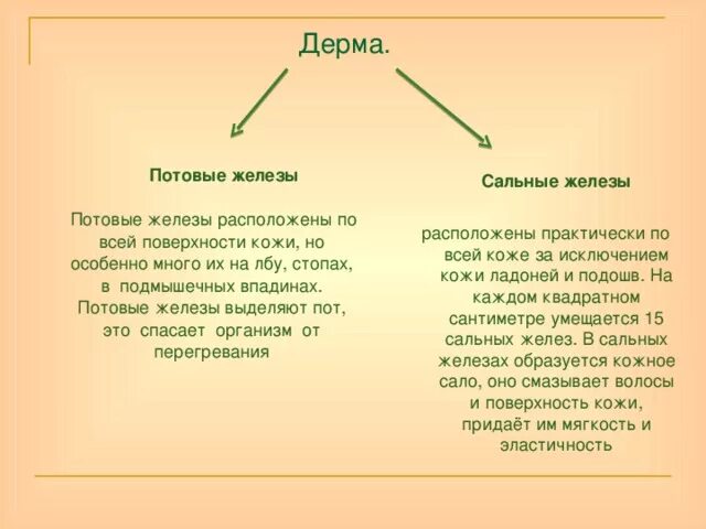 Стальная и потовые железы. Потовые и сасальные железы расположены в. Потовые и сальные железы расположены в:. Какие функции потовых и сальных желез