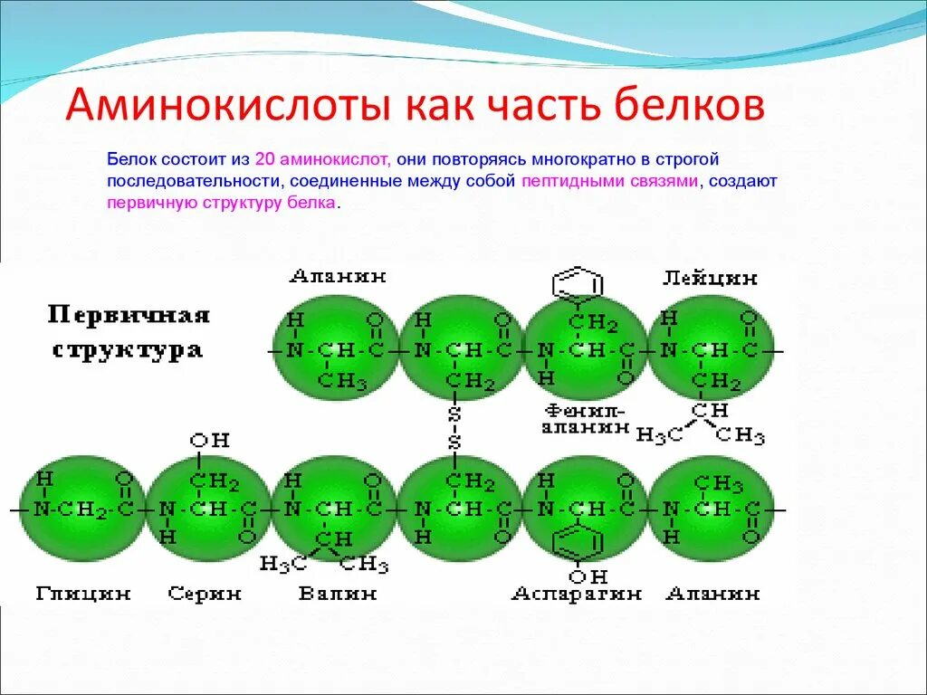 20 Аминокислот таблица аминокислоты. Строение аминокислот биология. Строение аминокислот. Формулы белковых аминокислот.