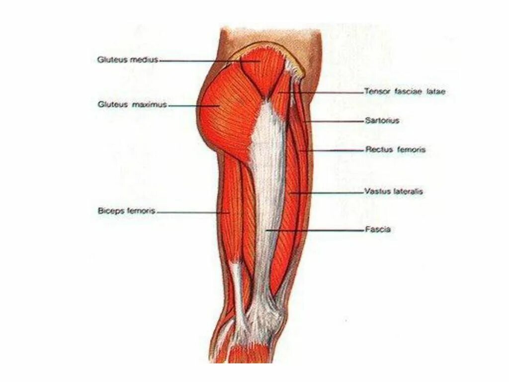 Мышцы в ляшках. Iliotibial Band мышца. Iliotibial tract мышца. Бедро человека. Левое бедро человека.