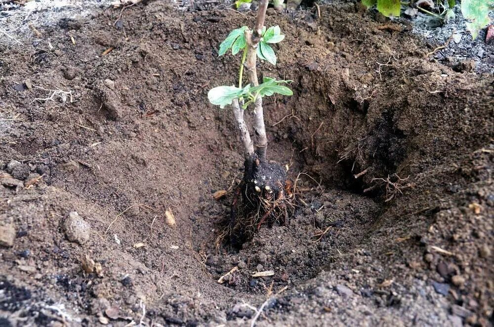 Когда можно высаживать пионы в открытый