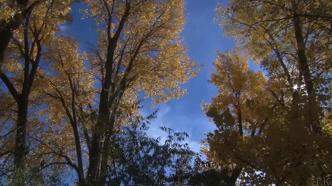 Караоке падают листья. Ария с ветки падающий лист. Падающие листья. Осенний ковер в лесу. Красивый осенний кленовый лист.