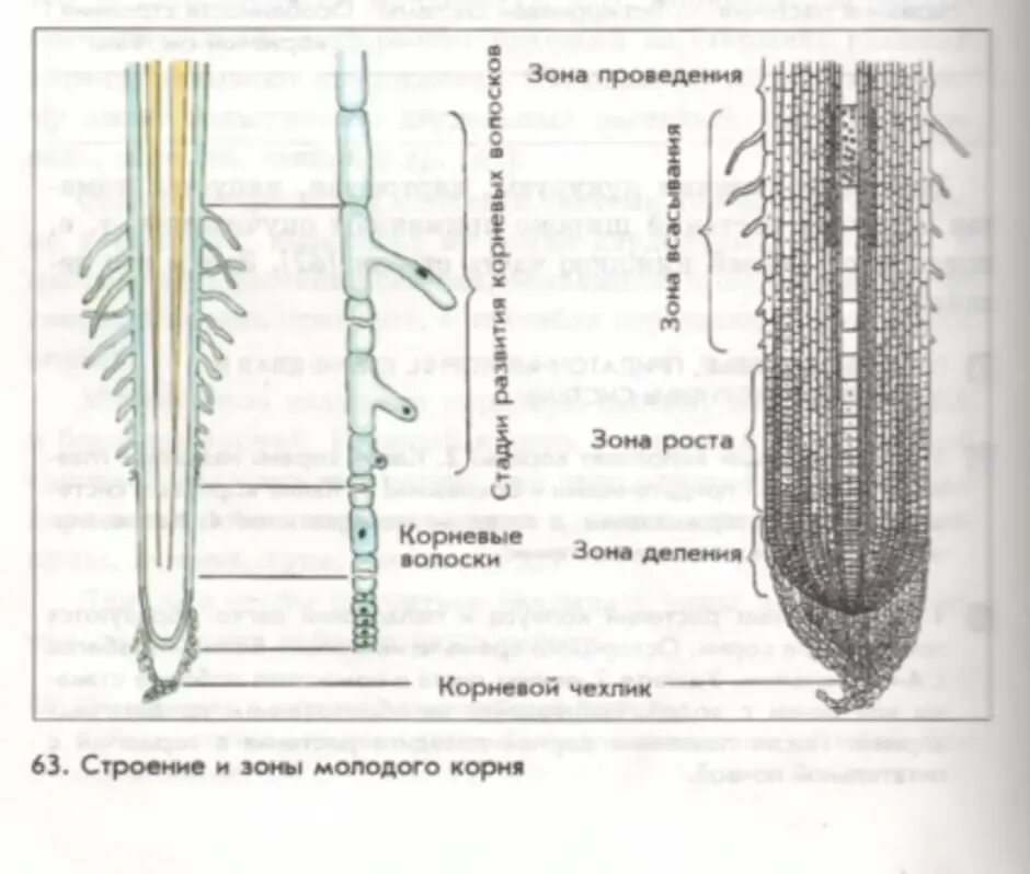 Строение молодого корня. Строение корня 6 класс биология рисунок из учебника Пасечник. Строение корня 6 класс биология Пасечник. Строение корня 6 класс учебник Пасечник. Строение корня рисунок биология 6 класс Пасечник.