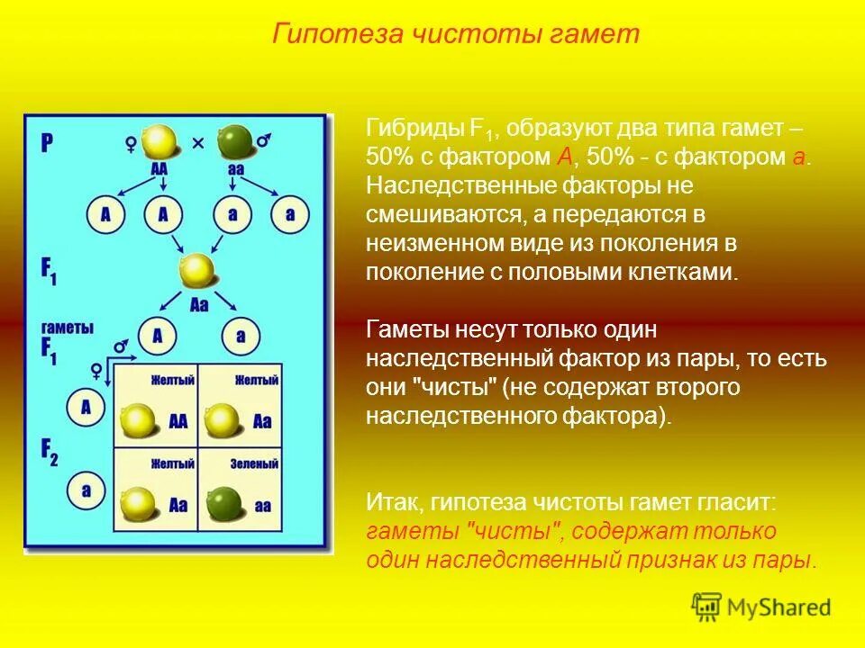 схема наследования при дигибридном скрещивании. аа гамета* аа генотип. сколько типов гамет образуют организмы с генотипами. особи которые образуют один сорт гамет. формула для подсчета типов гамет.