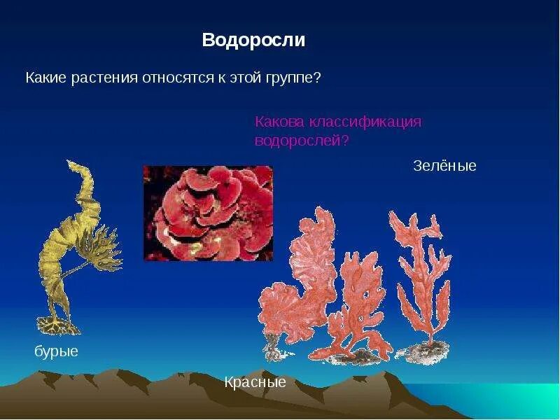 Какие организмы относят к бурым водорослям