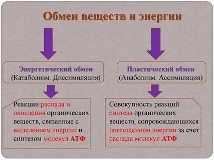Пластический и энергетический виды обмена характеристика