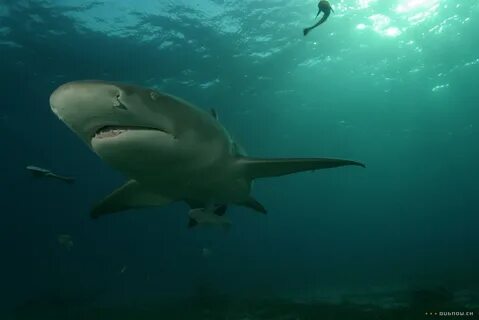 Shark around