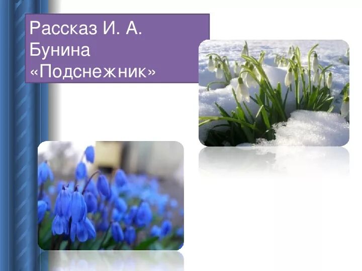 Бунин подснежник содержание. Подснежник бунин 5 класс. рассказ бунина подснежник. рассказ ивана бунина подснежник. подснежники в литературе.