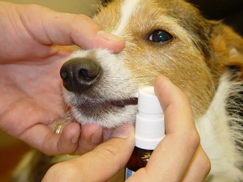 Аллергены для собак. Самые аллергичные собаки.