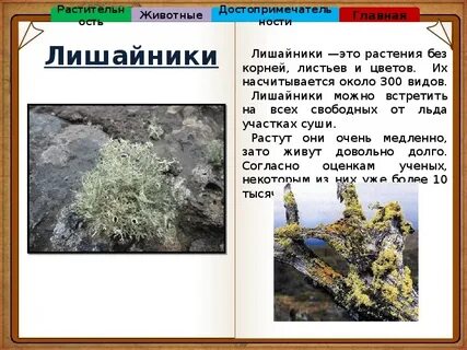 Тип питания лишайников антарктиды