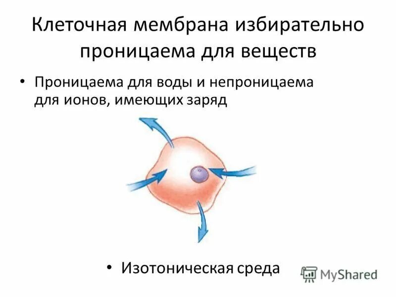 проницаемость цитоплазматических мембран. плазматическая мембрана растительно1 клетки. клеточная мембрана легко проницаема для всех типов веществ. избирательная проницаемость клеточной мембраны. клеточная мембрана непроницаема.