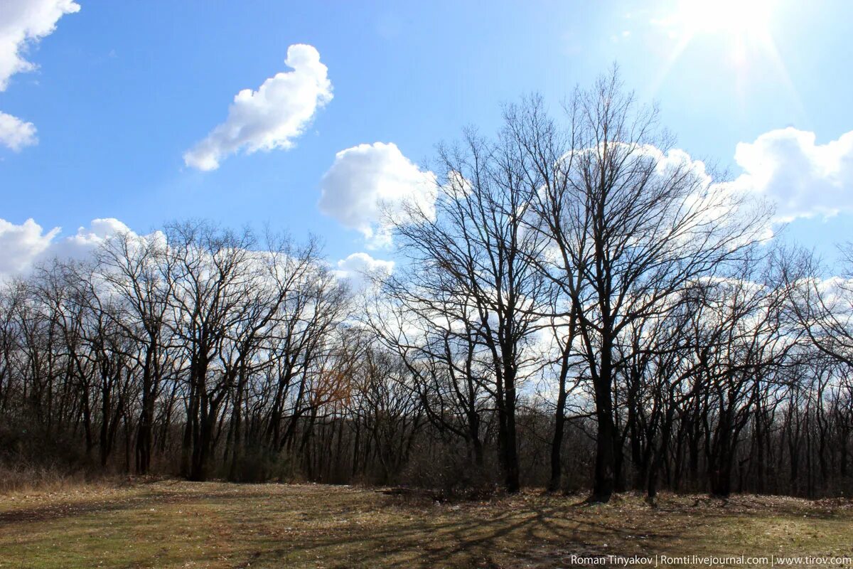 народные приметы о весне. повесеннему или по весеннему. пролеска лесная. по весне jakone. повесеннему или по весеннему.