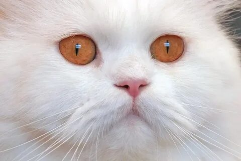 Белый кот с оранжевыми глазами