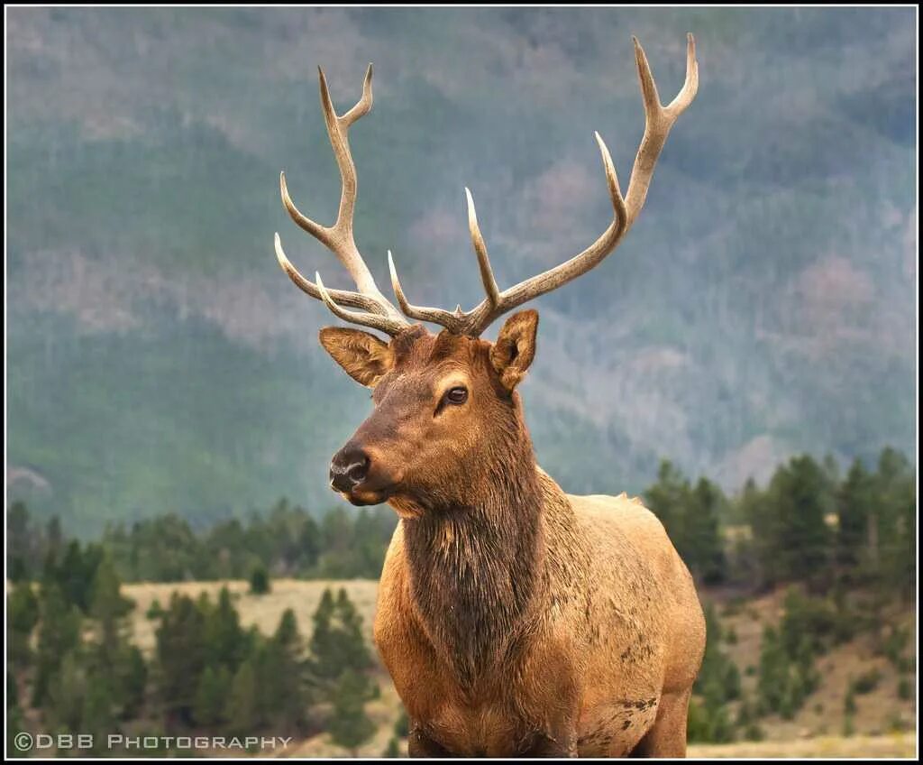 Сонник снится лось. Приснился маленький лосёнок. Приснился лось. Сонник снится лось. Сонник снится лось.