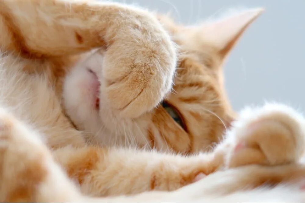 Кот прячет нос. Кошка прикрывает нос лапой. кошка прячет нос. кошка прячет нос фото. кот прячучущий нос лапкой.
