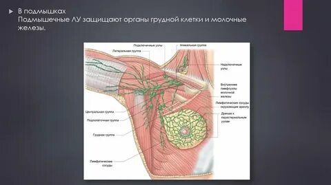 Лимфоузлы под левой подмышкой