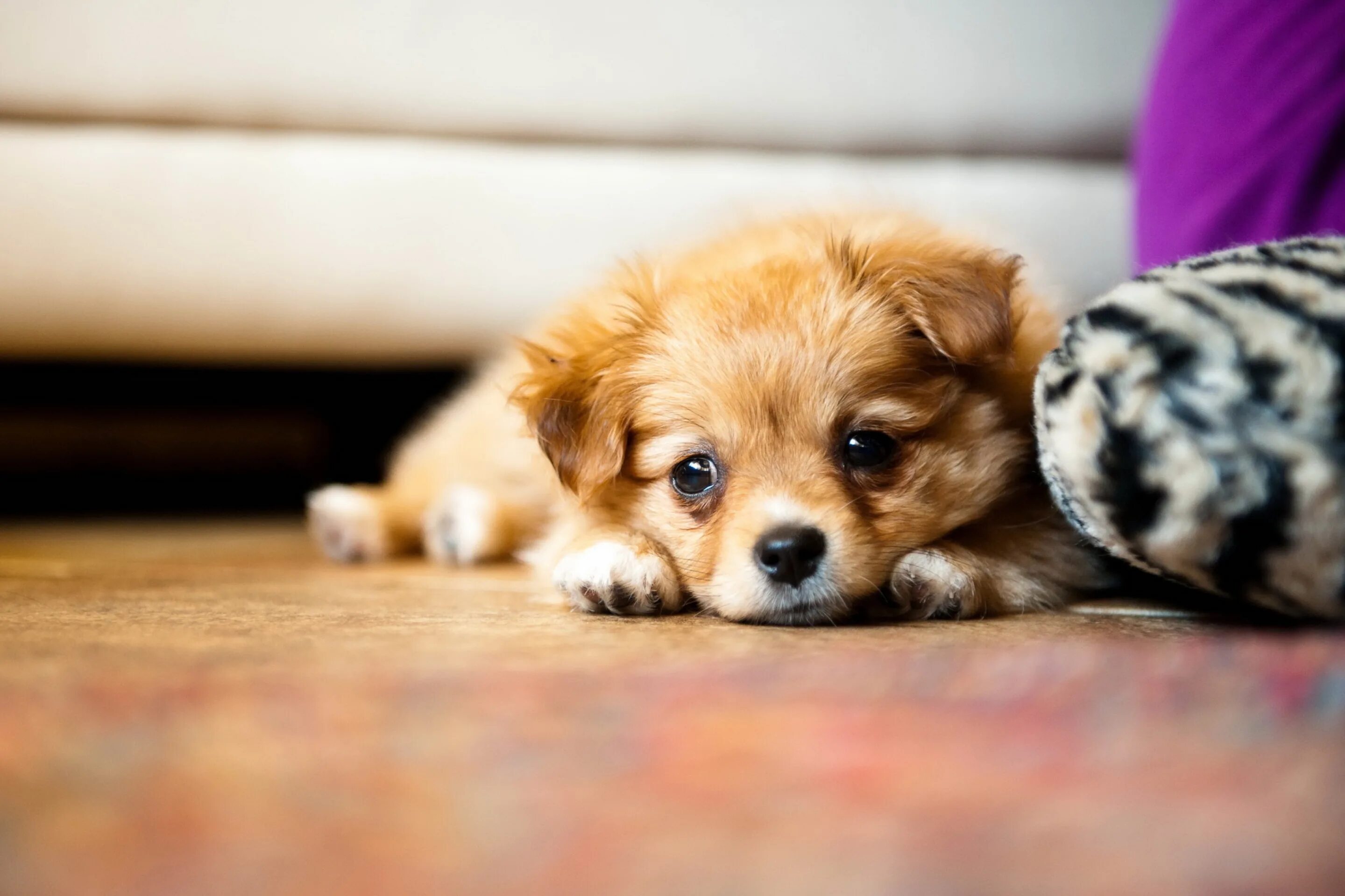 Скачай игру милые животные. Заставка на рабочий стол панда. Мячики для кошек. Аниме животные. Панда арт милый.