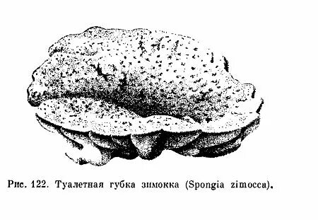 Пресноводная губка 6 букв