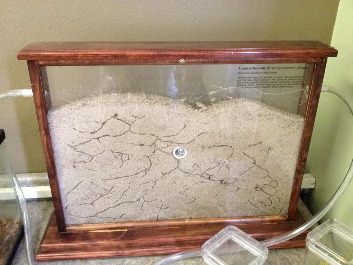 Муравьиная ферма формикарий. Гелевый муравейник или муравьиная ферма-формикарий. Песочная муравьиная ферма. Формикарий для муравьев. Ant farm формикарий.