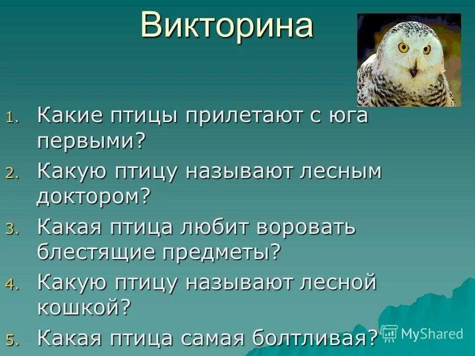 Опорныйкрай рф сайт викторины какие вопросы. Вопросы для викторины в мире животных. Вопросы для викторины про животных. Интересные вопросы про животных.