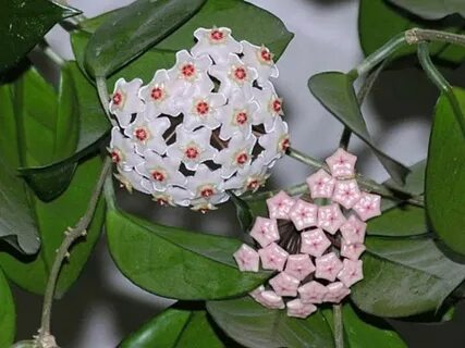 Растение любви и счастья