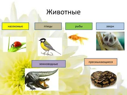 Примеры насекомых рыб птиц зверей
