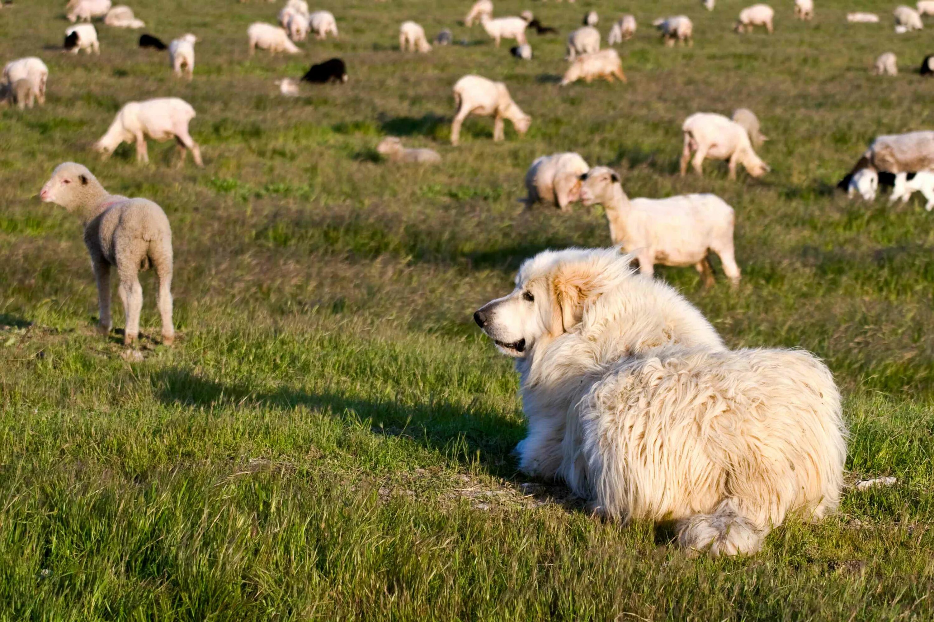 Пасу овечек. Южнорусская овчарка пасет овец. Пастушья собака пасет. Собака пастух Ирландия,Шотландия. Бордер колли пастух.