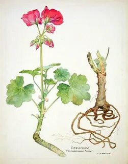 Корень пеларгонии