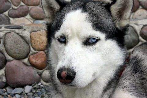 Хаски с синими глазами