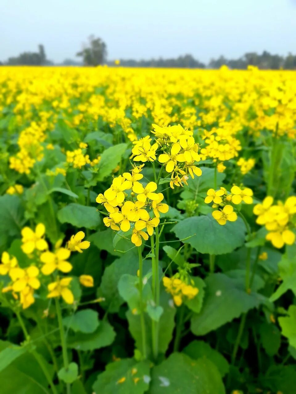 Как выглядит цветок горчица Organic Yellow Mustard Seeds Non-GMO, Whole Dried, Vegan, Kosher, Bulk. Spicy,