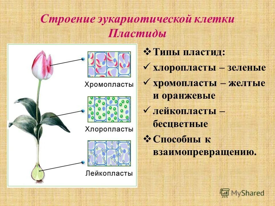 Что такое хромопласты 5 класс. Что такое хромопласты 5 класс