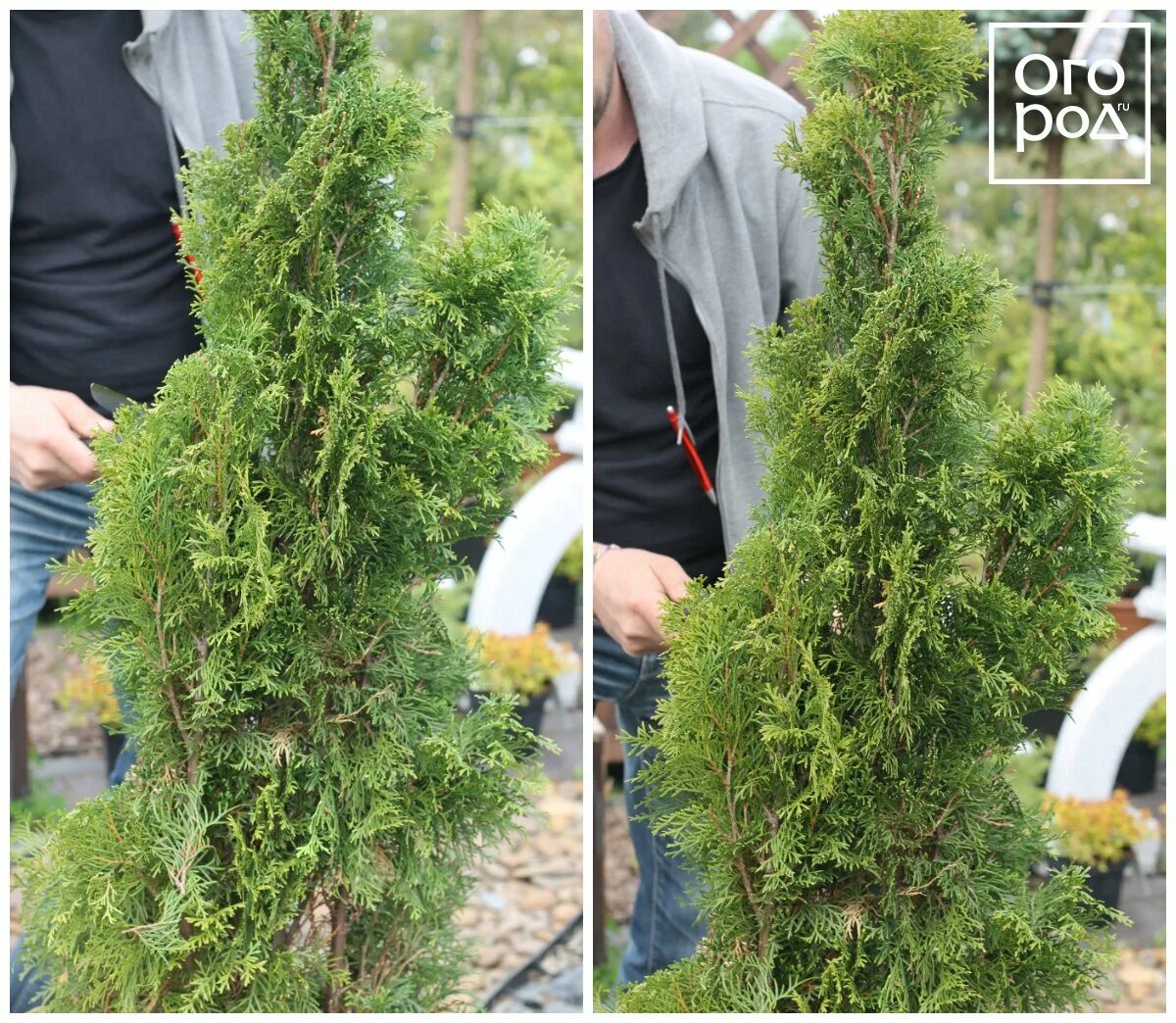Топиарная стрижка туи брабант. Как формировать тую. Подстрижка туи. Формировка туи смарагд. Стрижка шаровидной туи.