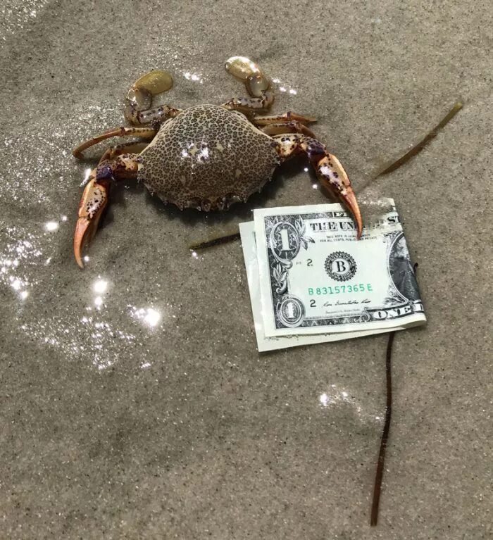 Краб. Прикольный краб. Смешной Крабик. Ржачный краб. You know the crab like money