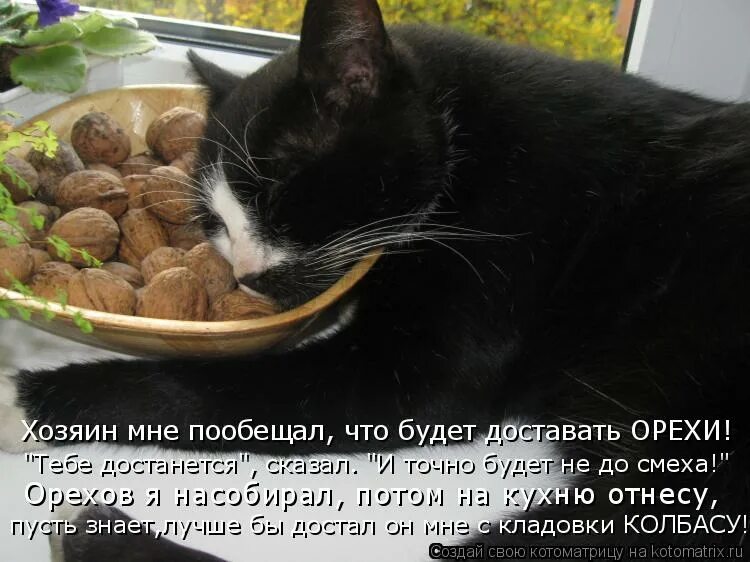 Почему бывший достает. Смешной орех. Объедается орехами. Кот любит есть орехи. Котики едят орешки.