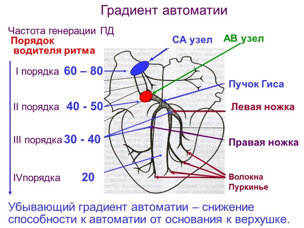 Пучок пуркинье. Автоматия и Проводящая система сердца. Проводящая система сердца градиент автоматии. Механизм АВТОМАТИЗМА сердца физиология. Автоматия сердца градиент автоматии различных отделов сердца.