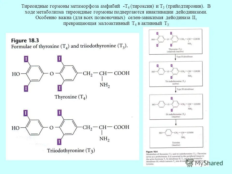 Тироксин ферменты. Гормон т4 формула. Тироксин гормон биохимия. Тироксин формула биохимия. Химическая структура тиреоидных гормонов.