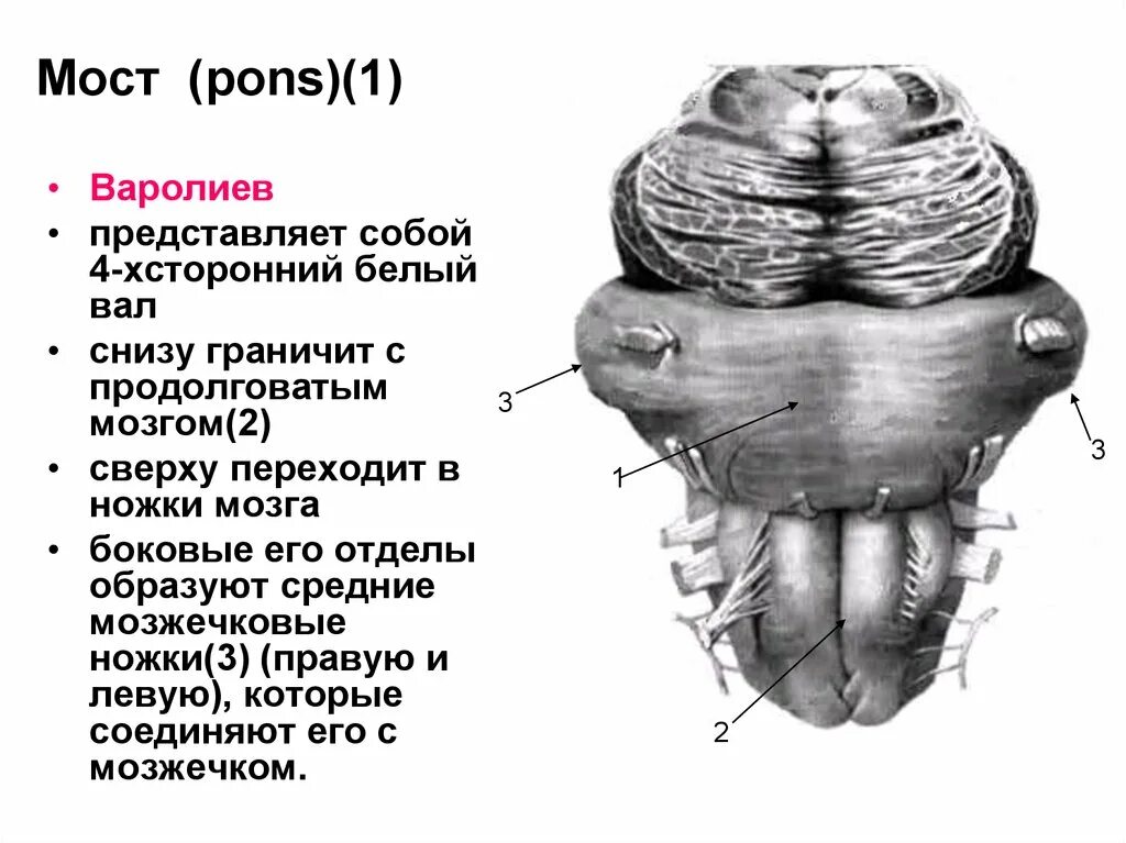 Мост мозга кратко. Головной мозг варолиев мост. Варолиев мост анатомия. Варолиев мост строение анатомия. Строение мозга варолиев мост.