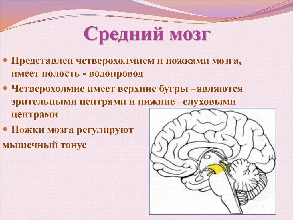 Строение среднего мозга 8 класс. Средний мозг анатомия функции. Структуры отделов среднего мозга. Строение среднего мозга и описание. Строение среднего мозга кратко.