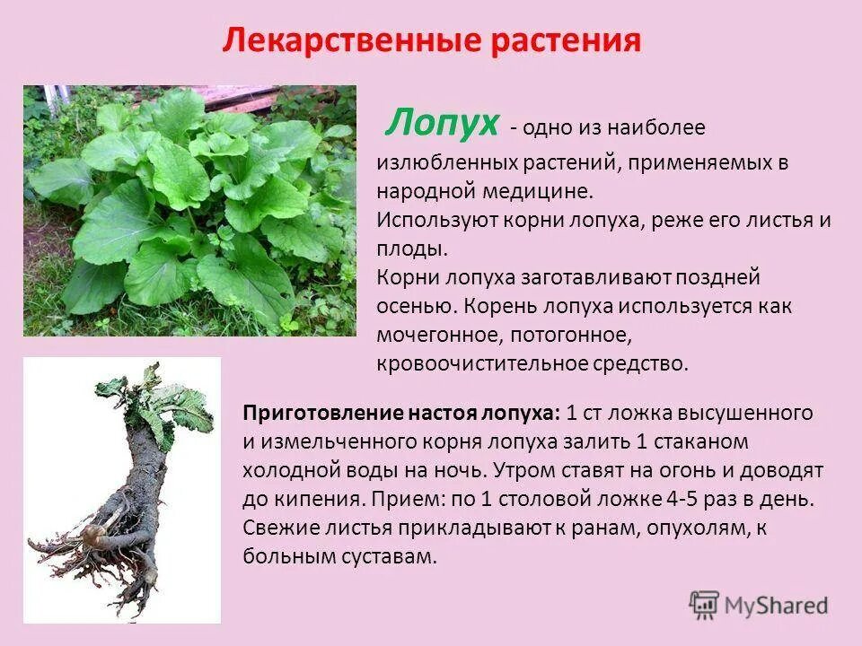 Лекарственные растения. Полезные растения. Лечебные растения. Листья лопуха. Потенциальное растение