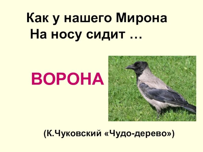 У нашего Мирона на сидит ворона. Как у нашего Мирона на сидит ворона.