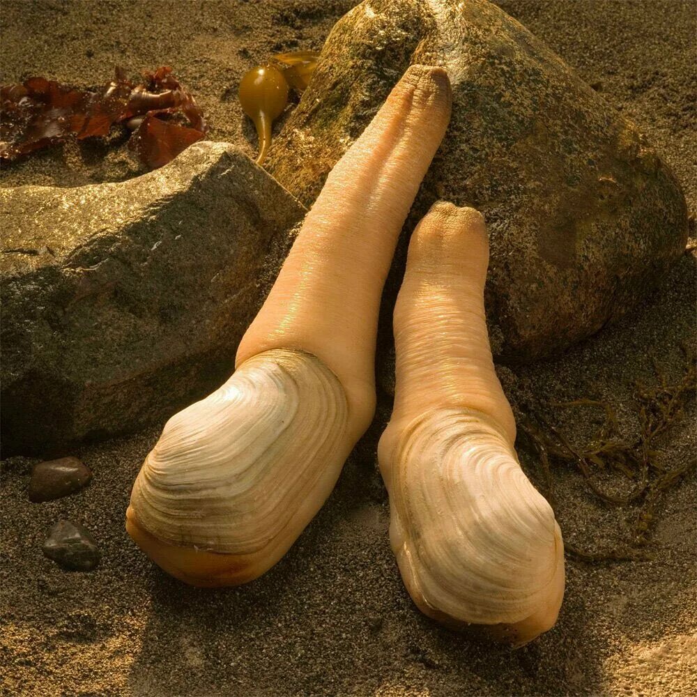 моллюск не гуглить