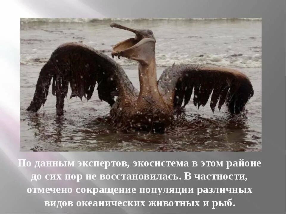Здесь можно записать сведения о недавних экологических. Недавние экологические катастрофы. недавние экологические катастрофы 3 класс. сведения о недавних экологических катастрофах.