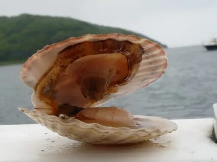 Морские двустворчатые моллюски