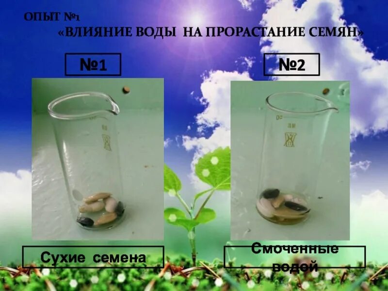 Для прорастания семян необходимо наличие воды. Опыт прорастание семян 6 класс биология. Влияние воды на прорастание семян опыт. Эксперимент влияние воды на прорастание семян. Влияние кислорода на прорастание семян.