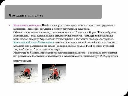 При укусе клеща антибиотик взрослым какой принимать