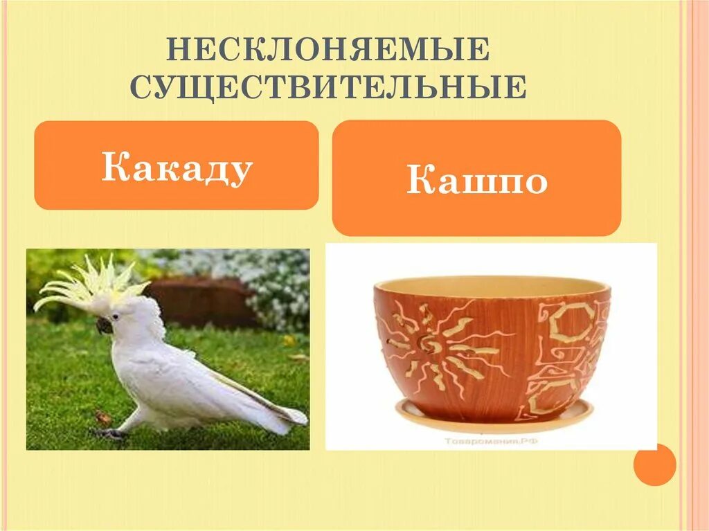 Какаду несклоняемое