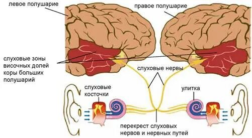 В какой зоне расположена слуховая зона. Слуховой анализатор зона коры. Слуховой анализатор мозг зоны. Слуховая зона коры головного мозга.