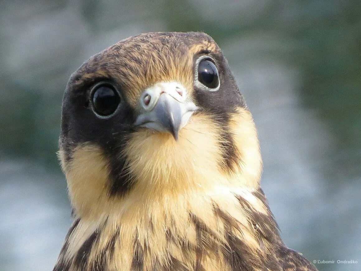 Типы клювов у птиц. Сокл. Полевой чибис. Птицы с разными характерами. Выраженный птицы.