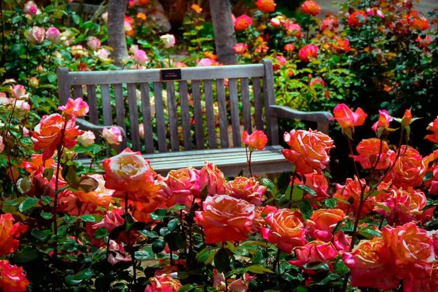 Какие цветы рядом с розами. Чандигарх сад роз. Цветы в ряд. Хорошие соседи для розы в саду. Розы рядом с гиацинтами в саду.